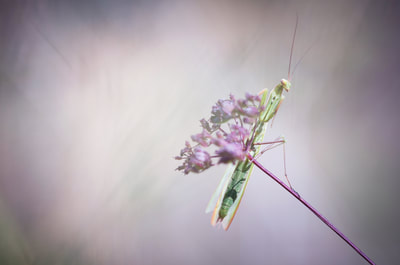 Thierry Perrier photographe nature paysage Insectes