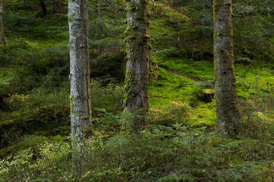 Thierry Perrier photographe nature paysage Arbres & Forêts