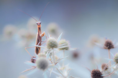 Thierry Perrier photographe nature paysage Macro  Insectes
