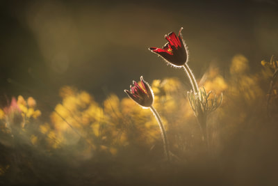 Thierry Perrier photographe nature paysage Macro Fleurs
