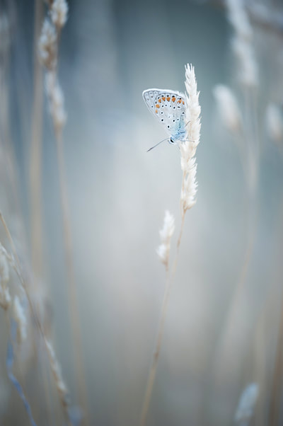 Thierry Perrier photographe nature paysage Macro  Insectes